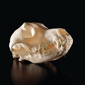 Veterinary Anatomy Models & Specimens